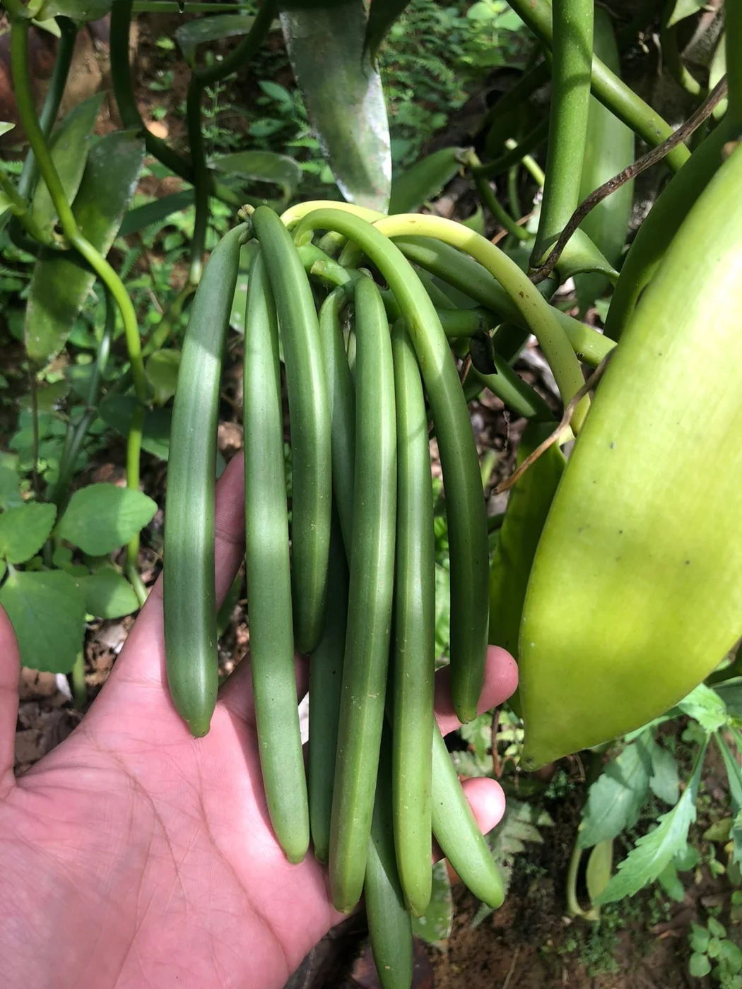 A closer look at green pods